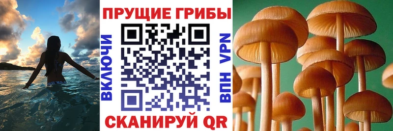 Галлюциногенные грибы мицелий  omg ТОР  это официальный сайт  Мценск 